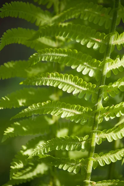 Nephrolepis Exaltata Sword Fern Uma Espécie Samambaia Família Lomariopsidaceae — Fotografia de Stock