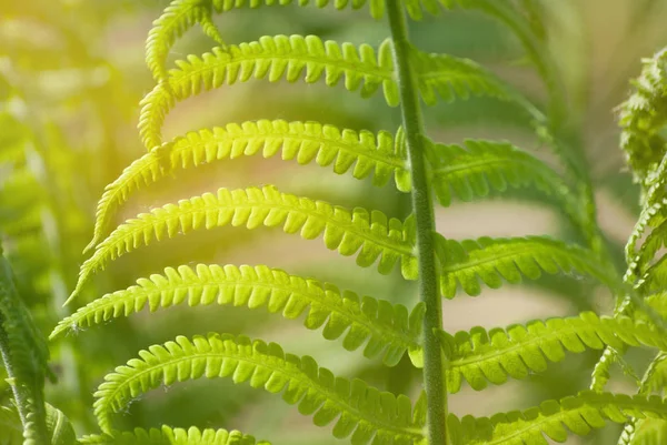 Nephrolepis Exaltata Spada Felce Una Specie Felce Della Famiglia Delle — Foto Stock