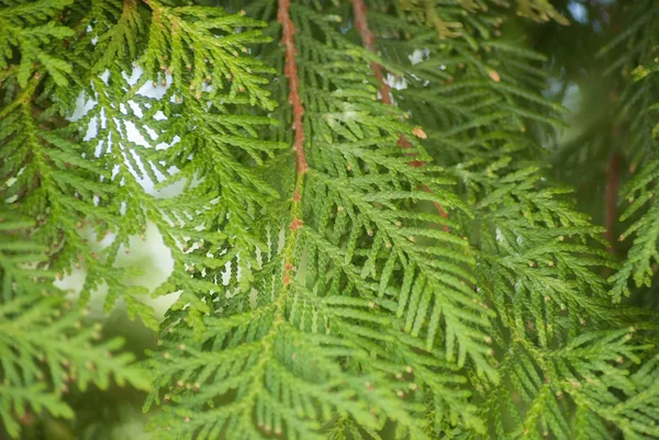 Textura Folhas Verdes Thuja Orientalis Ramo Árvore Pinho Para Fundo — Fotografia de Stock