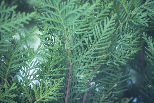 Textura Hojas Verdes Thuja Orientalis Rama Pino Para Fondo Enfoque — Foto de Stock