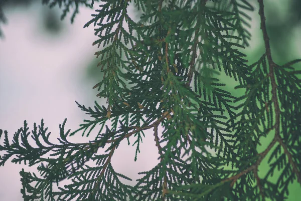 テクスチャ緑葉クローズ アップ ソフト フォーカスの背景の Thuja クロマグロまたはマツ木の枝 — ストック写真
