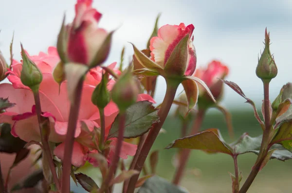 Vackra Blommor Rosa Röd Trädgård Buskrosor Kvällsljus Mörk Bakgrund För — Stockfoto