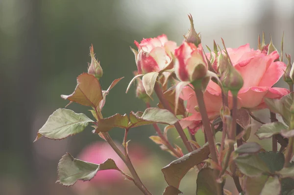 Vackra Blommor Rosa Röd Trädgård Buskrosor Kvällsljus Mörk Bakgrund För — Stockfoto