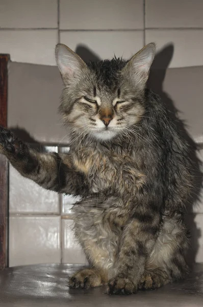 Retrato Hermoso Gato Pura Sangre Rayado Sobre Fondo Claro Cerca — Foto de Stock