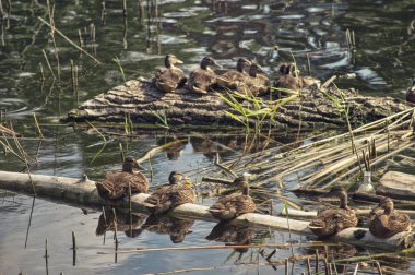 Bir sürü genç dinlenme Gölde ördekler. Rusya'nın vahşi yaşam doğa.