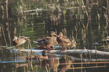 Bir sürü genç dinlenme Gölde ördekler. Rusya'nın vahşi yaşam doğa.