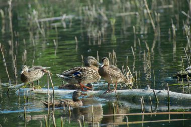 Bir sürü genç dinlenme Gölde ördekler. Rusya'nın vahşi yaşam doğa.