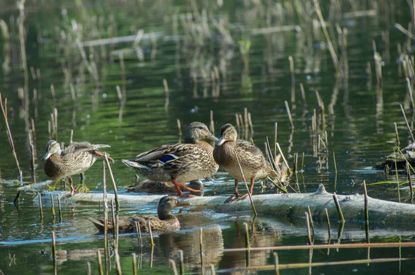 Bir sürü genç dinlenme Gölde ördekler. Rusya'nın vahşi yaşam doğa.
