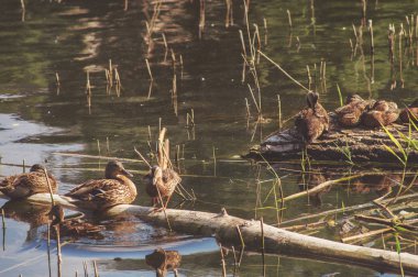 Bir sürü genç dinlenme Gölde ördekler. Rusya'nın vahşi yaşam doğa.