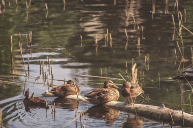 Bir sürü genç dinlenme Gölde ördekler. Rusya'nın vahşi yaşam doğa.