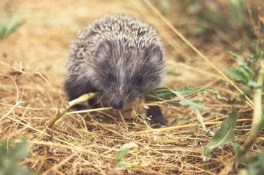 Small cute hedgehog walking on a meadow in the summer grass closeup clipart