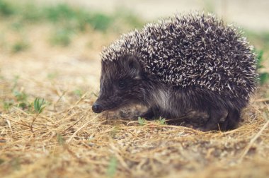 Yaz çimen closeup bir çayır üzerinde yürüyen küçük sevimli kirpi