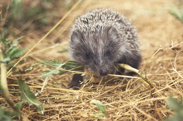 Kleiner niedlicher Igel, der auf einer Wiese im sommerlichen Gras in Großaufnahme läuft — Stockfoto