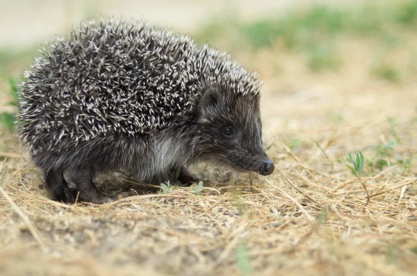Yaz çimen closeup bir çayır üzerinde yürüyen küçük sevimli kirpi