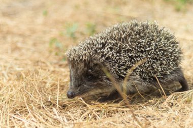 Yaz çimen closeup bir çayır üzerinde yürüyen küçük sevimli kirpi