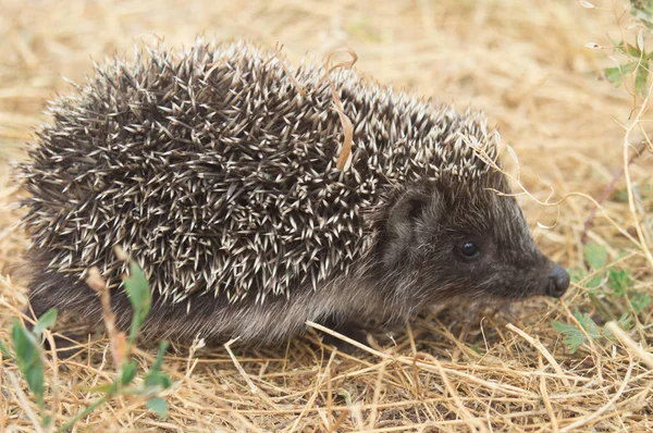 Kleiner niedlicher Igel, der auf einer Wiese im sommerlichen Gras in Großaufnahme läuft — Stockfoto