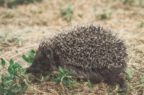 Kleiner niedlicher Igel, der auf einer Wiese im sommerlichen Gras in Großaufnahme läuft — Stockfoto