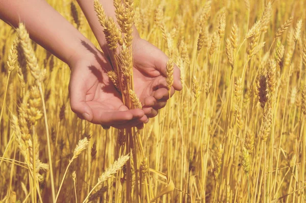 Saratov bölgesi tarım alanları üzerinde elinde sarı altın olgun buğday kulaklar