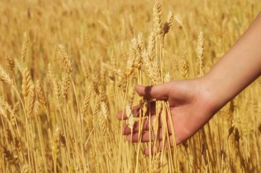 Saratov bölgesi tarım alanları üzerinde elinde sarı altın olgun buğday kulaklar