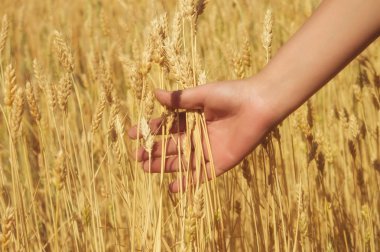 Saratov bölgesi tarım alanları üzerinde elinde sarı altın olgun buğday kulaklar