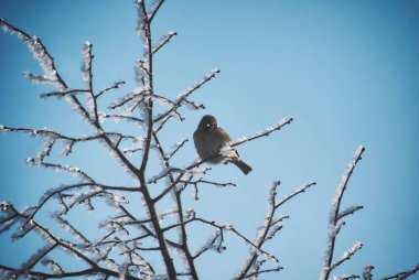 Bir serçe dalları üzerinde kar ve hoarfrost karşı açık bir Şubat gökyüzü zemin kaplı.