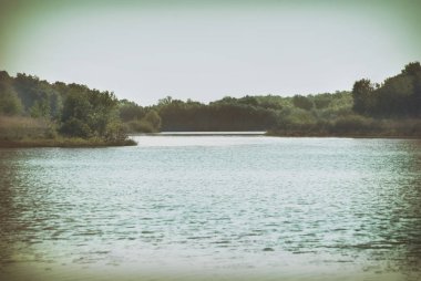 Pitoresk vahşi bir orman gölün kıyısında.