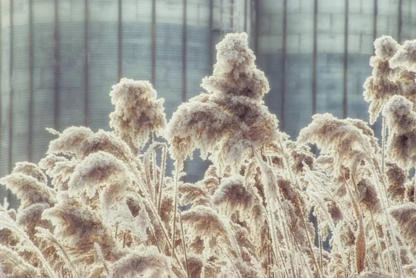 Kış sazlık Şubat gününde hoarfrost ile kaplı.