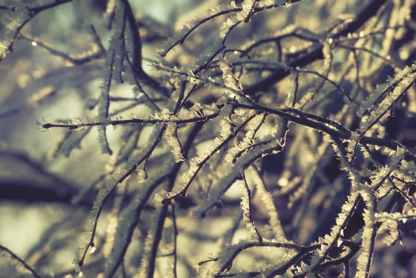 Hoarfrost Ramos Cobertos Neve Árvores Inverno Dia Claro Gelado — Fotografia de Stock