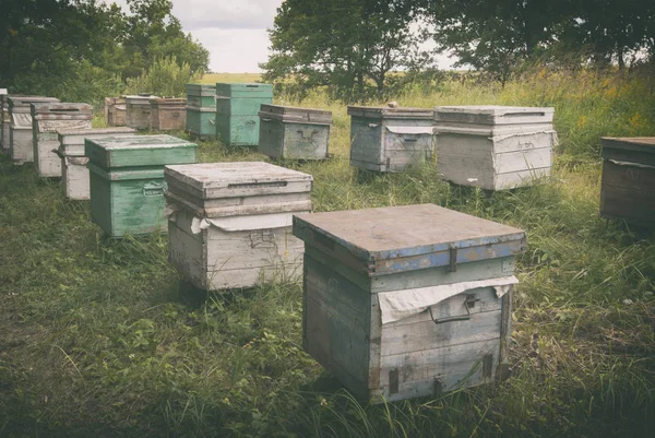 フィールドの森近く蜂養蜂場に立っています — ストック写真