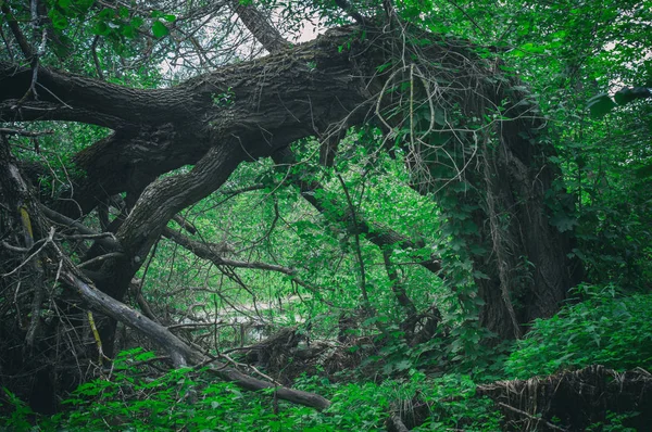 Anormal Effrayant Effrayant Tombé Grand Arbre Dans Une Forêt Dense — Photo