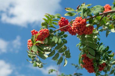 Kırmızı böğürtlenli Rowan şubesi. Gökyüzü arkaplanındaki Sorbus aucuparia ağacı