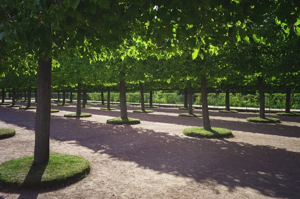 Well-groomed alley of trees in the park. Geometrical rows of planted green trees