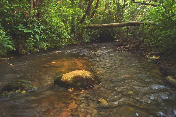 Un arroyo de montaña con un fondo arenoso y piedras, arroyo que fluye en el bosque bajo un árbol acostado. Hermoso paisaje acuático —  Fotos de Stock