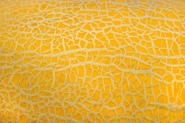 Luminoso giallo naturale texture vegetale di buccia di melone primo piano per lo sfondo del progettista — Foto Stock