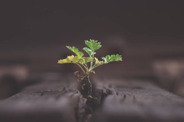 Gökyüzüne doğru uzanan yeşil küçük Fideler. Yaban hayatı şehrin teknolojik ilerleme adaptasyon. Yataklı vagonlar çatlamak bitki yaşamın kökeni. Makro fotoğrafçılık