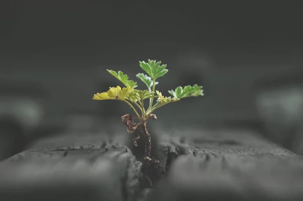 Gökyüzüne doğru uzanan yeşil küçük Fideler. Yaban hayatı şehrin teknolojik ilerleme adaptasyon. Yataklı vagonlar çatlamak bitki yaşamın kökeni. Makro fotoğrafçılık