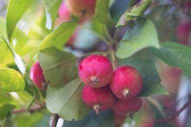 Bir elma ağacı üzerinde kırmızı olgun elma. Sonbaharda hasat meyve rustik bir bahçe. Doğa Sonbahar sezonu orchard arka planda.