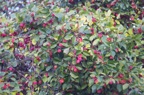 Bir elma ağacı üzerinde kırmızı olgun elma. Sonbaharda hasat meyve rustik bir bahçe. Doğa Sonbahar sezonu orchard arka planda.