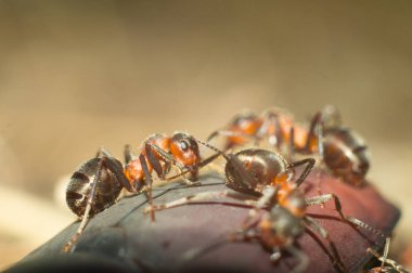Çok büyük bir böcek ata biner gibi büyük çalışkan karınca yakın doldu. Hayatta karınca yuvası ve böcek avı. Makro.