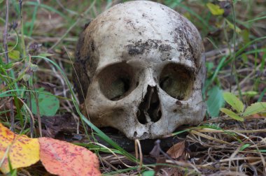 Ortaçağ savaşçı sonbaharında savaş meydanında kalıntıları. Gerçek insan kafatası bir doğa çim sahada. Gotik arka plan.