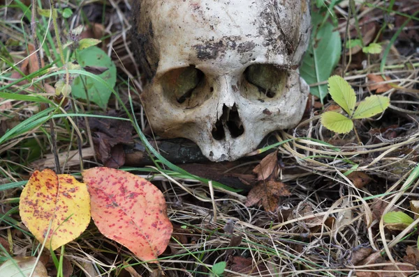Pozostałości Średniowiecznych Wojownikiem Polu Bitwy Jesieni Prawdziwe Ludzkie Czaszki Natura — Zdjęcie stockowe