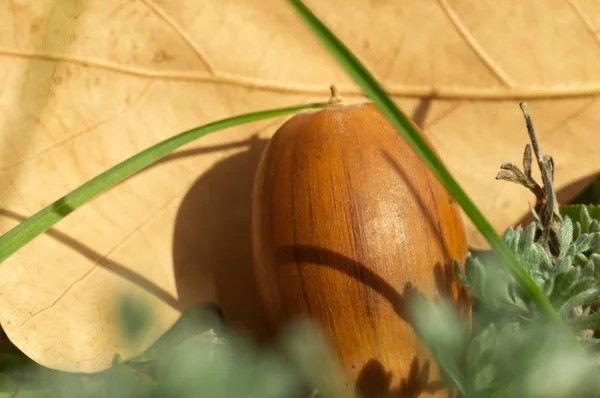橡树秋橡子特写在草地上。秋季自然微距照片 — 图库照片