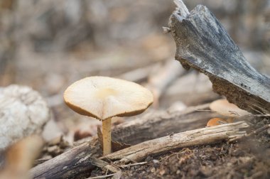 Sonbahar orman yakın çekim içinde büyüyen mantar.