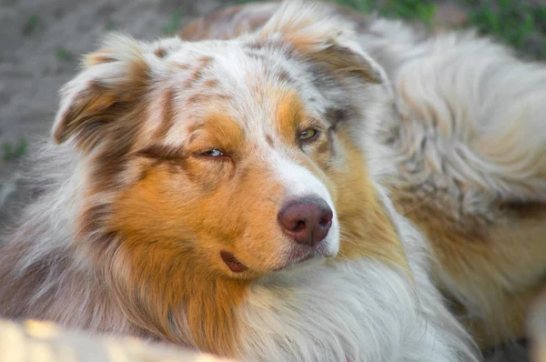 Portrait Pedigree Stately Dog Smiling Australian Shepherd Purebred Ginger Aussie — Stock Photo, Image
