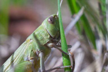 Çekirge çim kök üzerinde yakın çekim. Vahşi, makro hayatta. Yumuşak odak.