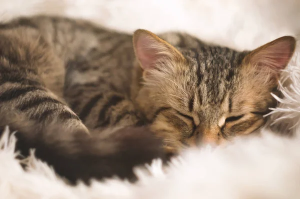 Lindo retrato de un perezoso durmiendo rayas hermoso gato. Joven peludo gato disfrutar de acostado en el sofá, durmiendo con las patas en un blanco mullido manta — Foto de Stock
