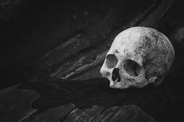 Real human skull on texture of tree. The remains of medieval warrior on the battlefield. Gothic nature background — Stock Photo, Image