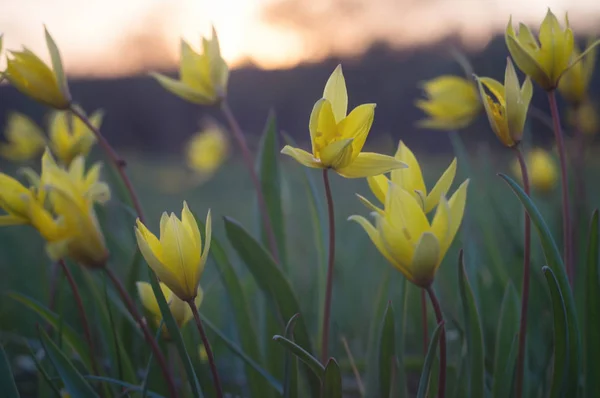 Tulipa scythica sylvestris. Die gelbe seltene Wiesenblume Tulpe blüht im April. Pflanzen verschwinden aus Rotbuch — Stockfoto