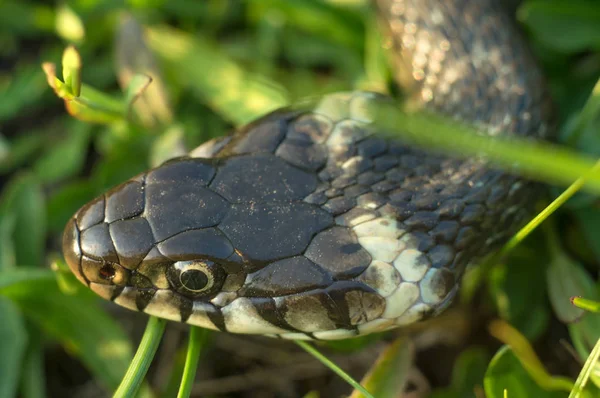 Cabeça de uma cobra rasteira close-up. Réptil rastejando na grama dos prados na primavera — Fotografia de Stock