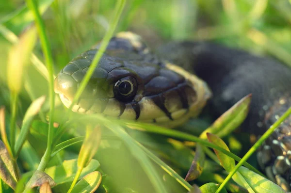 Head of a creeping snake close-up. Reptile crawling in the grass of meadows in spring — Stock Photo, Image